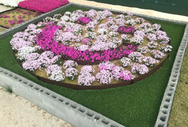 花壇の人工芝　開花状況