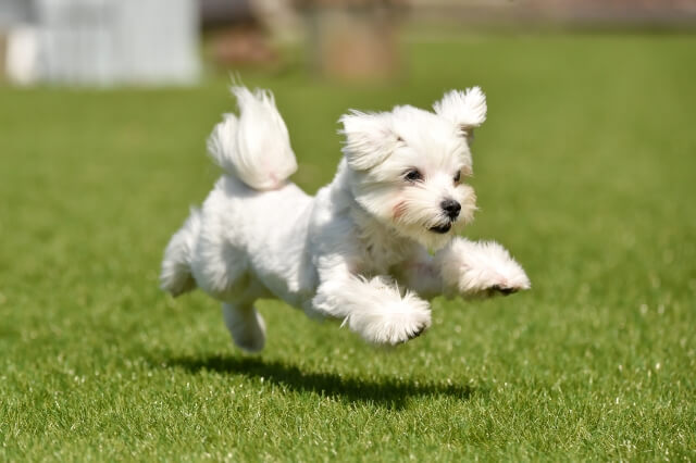 人工芝のドッグランで走る犬