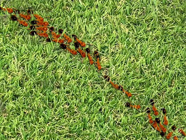 人工芝上のアリ
