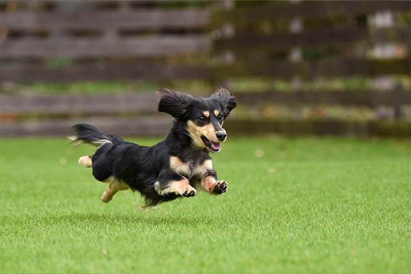 人工芝のドッグランで走る犬
