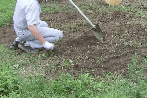 雑草や天然芝の除去