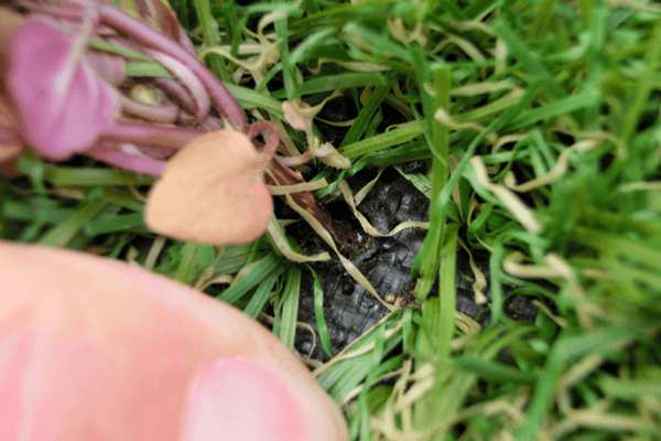 人工芝には雑草が生えるリスクがある