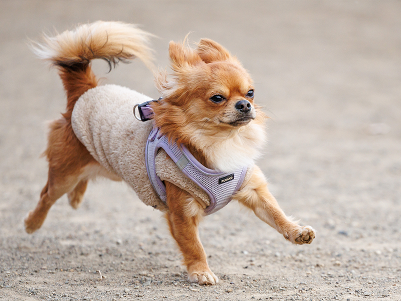 愛犬の健康
