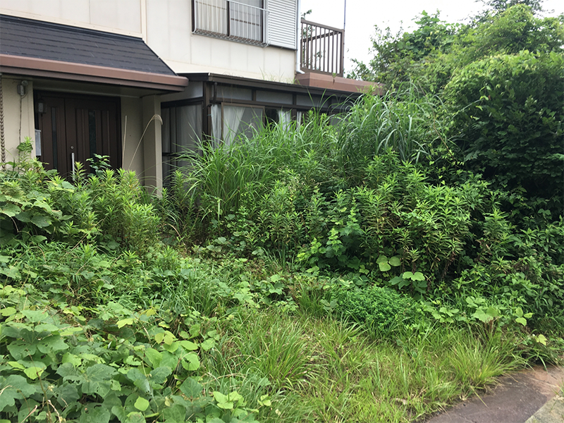伸び放題になっている雑草