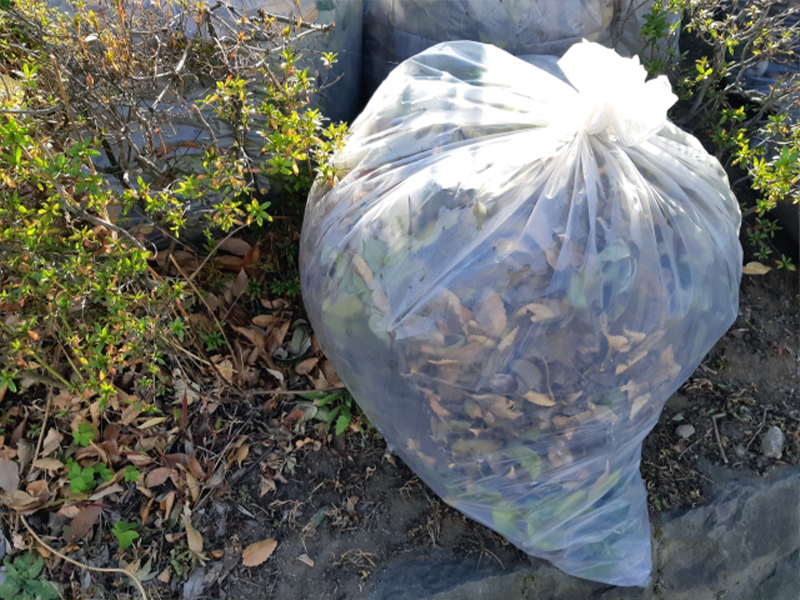 秋の除草と落ち葉対策
