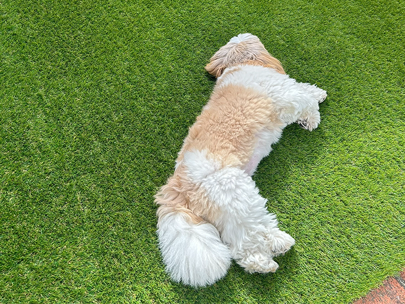 リード文_犬が人工芝に寝転んでいる