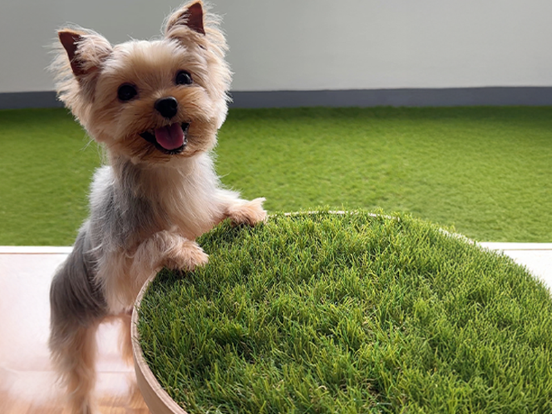 ペット用ミニマット1