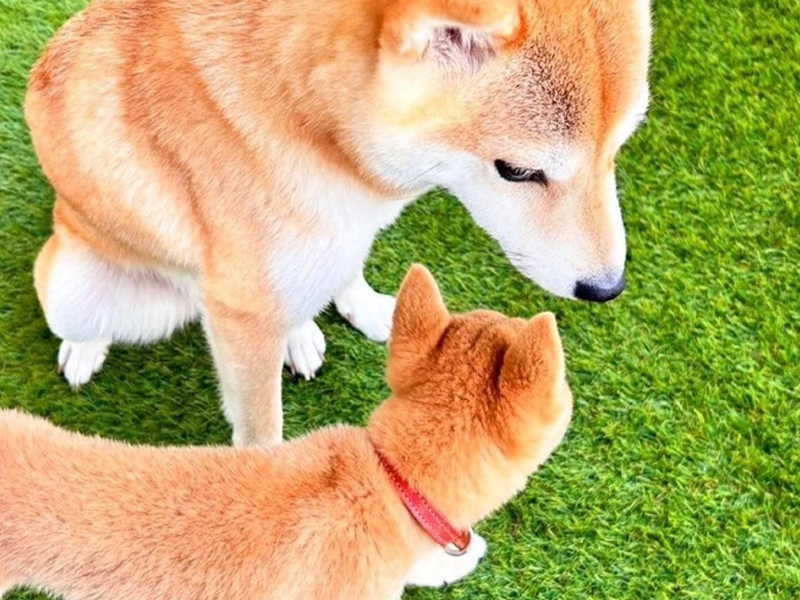 人工芝の上で遊ぶ犬