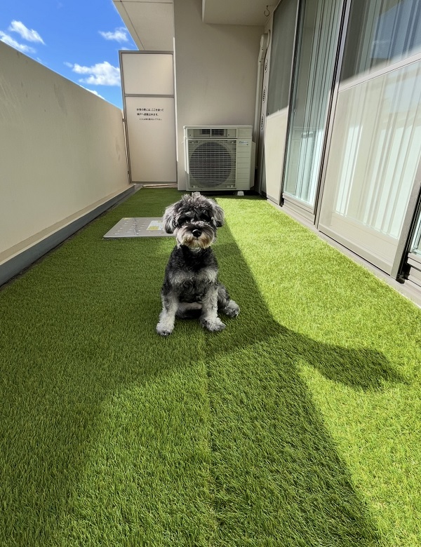 ベランダ人工芝施工後