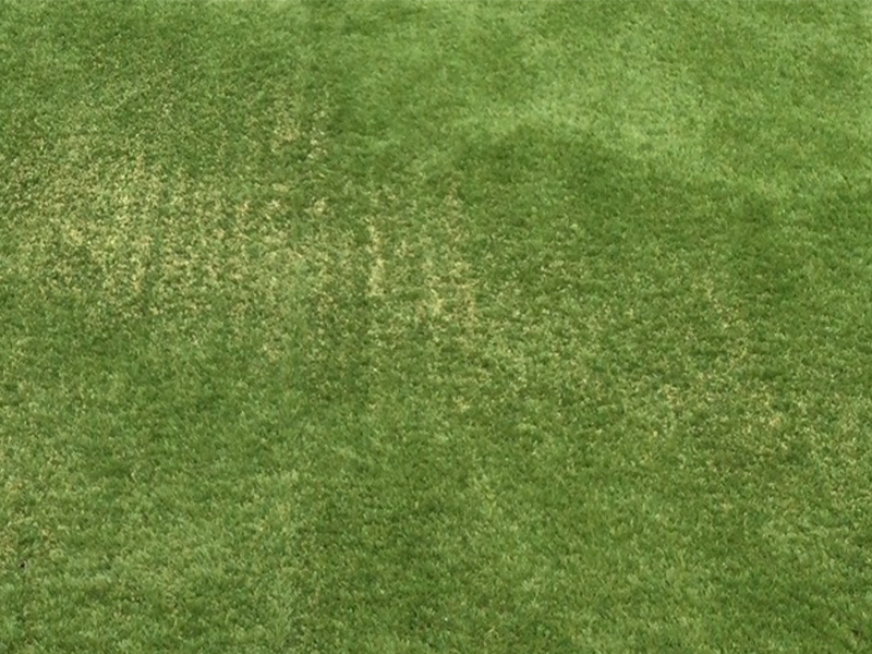 反射熱による表面芝の縮み1