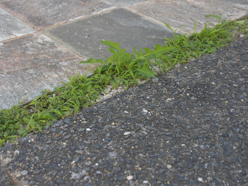 目地に生えた雑草