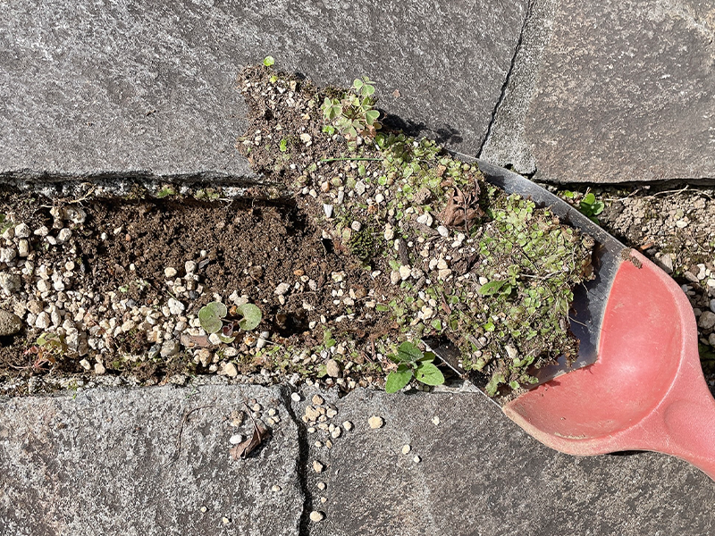 目地に生えた雑草を処理