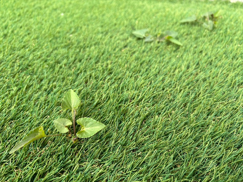 人工芝から雑草が生えてきた